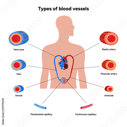Types of blood vessels  circulate blood throughout body. Oxygen to vital organs and tissues. Veins, arteries and capillaries. Medical information and diagram
