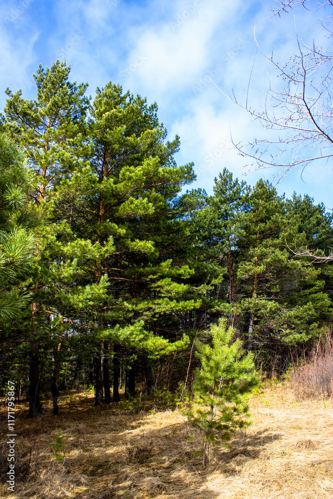 Pine forest in early spring. Early spring forest. the first warm days Pine forest in early spring. Early spring forest. the first warm days