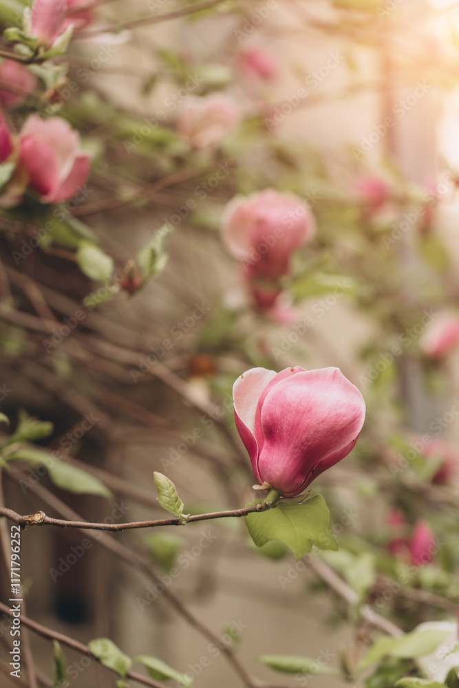 Pink magnolia flower blooming on tree branch in spring Pink magnolia flower blooming on tree branch in spring