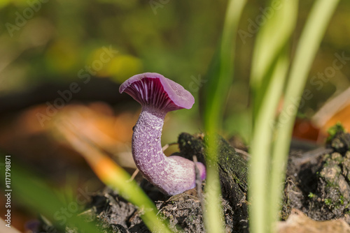 Amethyst deceiver mushroom (Laccaria amethystina) in moss photo