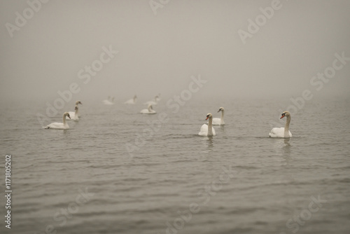 Swans on a frozen day