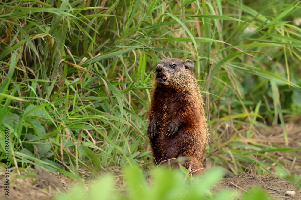 An funny cute baby groundhog sitting up on its back legs explores the outside of its den An funny cute baby groundhog sitting up on its back legs explores the outside of its den