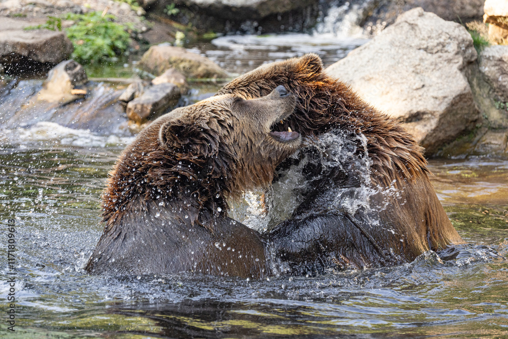 two Wild brown bear ,ursus arctos playing in water two Wild brown bear ,ursus arctos playing in water