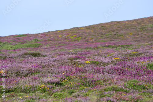 colourful slope of wildflowers photo