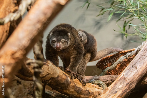 cute wild bear cuscus aulirops ursinus arboreal . small cute rare endemic animal