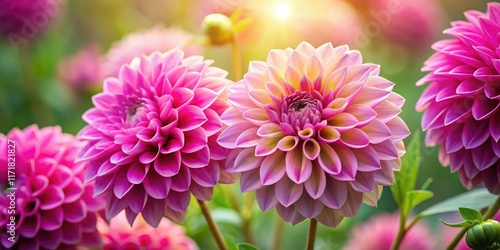 Close-up of stunning pink dahlia blooms, perfect for wallpaper.