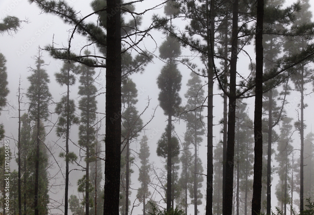 Flora of Gran Canaria - Pinus canariensis, fire-resistant Canary pine, mountain slope covered with slender trees, mist Flora of Gran Canaria - Pinus canariensis, fire-resistant Canary pine, mountain slope covered with slender trees, mist