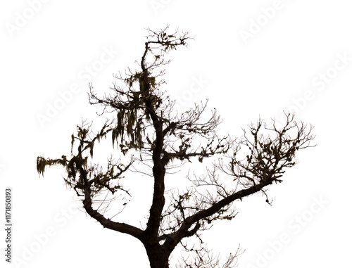 Wallpaper Mural Flora of Gran Canaria - Castanea sativa, the sweet chestnut, introduced species, Winter leafless tree with long beard lichens, isolated on white  Torontodigital.ca