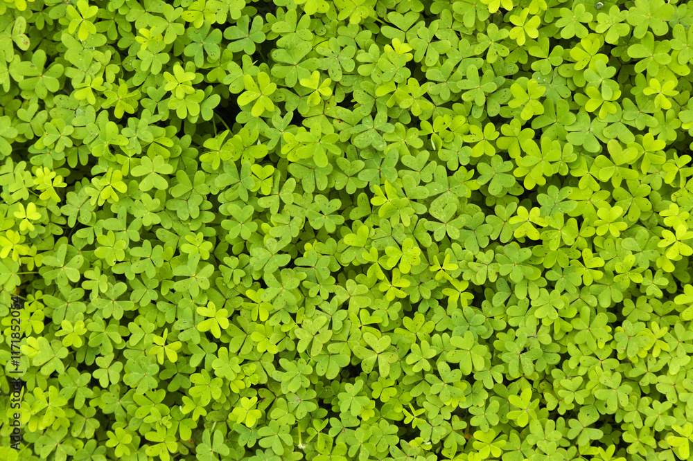 Flora of Gran Canaria - Oxalis pes-caprae, invasive plant on the Canary Islands Flora of Gran Canaria - Oxalis pes-caprae, invasive plant on the Canary Islands