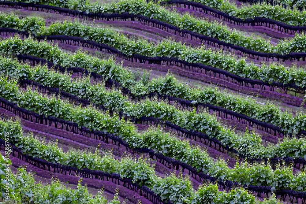 Vines in an autumn vineyard - Wine grapes awaiting harvest Vines in an autumn vineyard - Wine grapes awaiting harvest