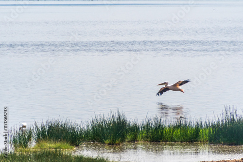 Telephoto of a Great White Pelican -Pelecanus onocrotalus- in flight over Lake Nakuru national park, Kenya photo