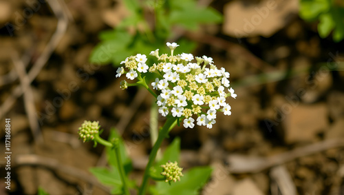 White patrinia ( Patrinia villosa ) flowers. Valerianaceae perennial medicinal plants.
Many white flowers are borne on the cymes from August to October. photo