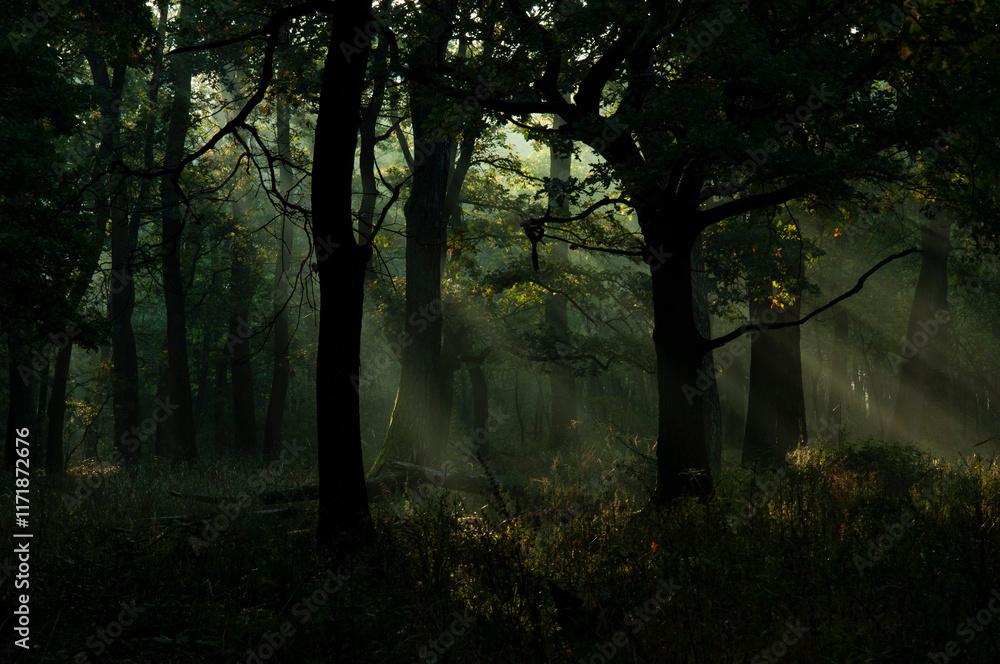 Naklejka premium Fog covered oak forest with rays of sunlight breaking through creating an enchanting almost magical landscape. Enchanted old oak forest.