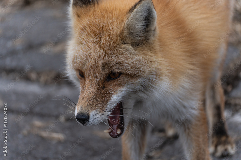 Fototapeta premium キタキツネ