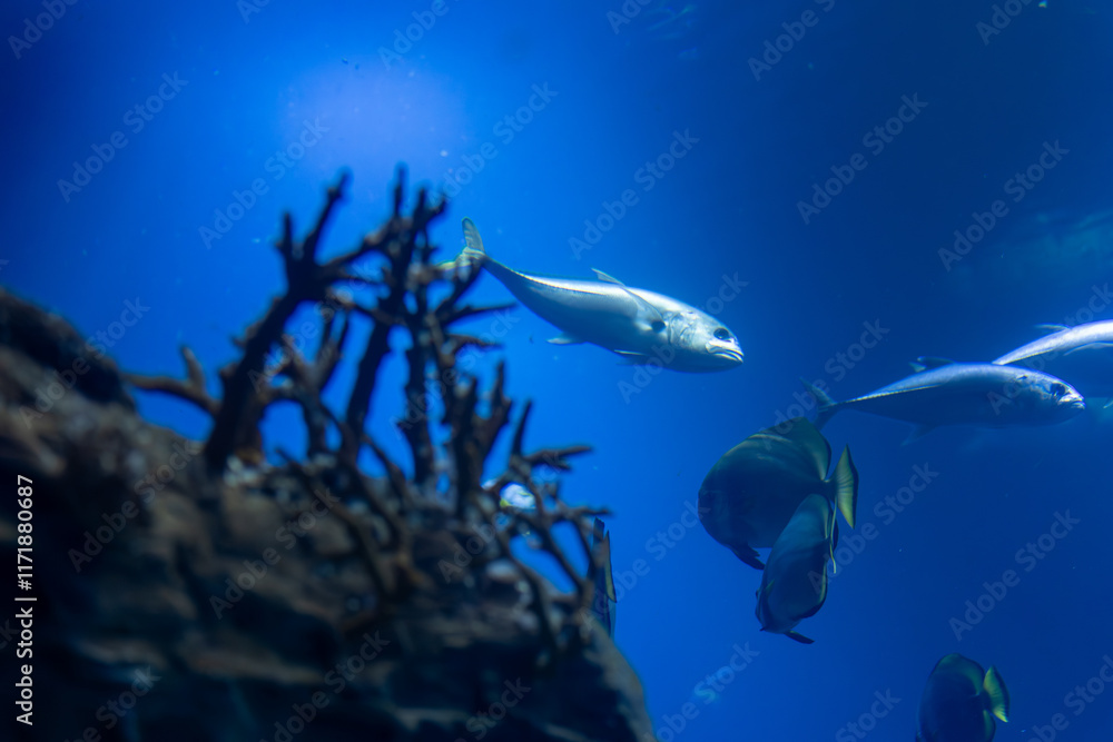 Fototapeta premium Fish swimming in the blue ocean next to rocks and sea vegetation.