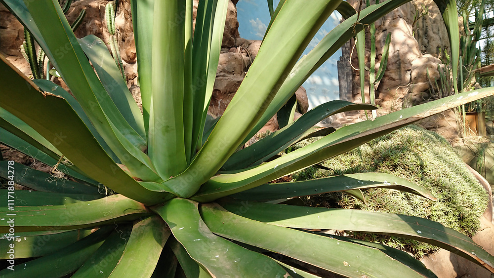 Obraz premium Close-Up of Agave Plant Leaves