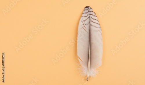 A delicate feather lies on a soft beige backdrop, showcasing its fine details and natural beauty, inviting a sense of tranquility and minimalism photo