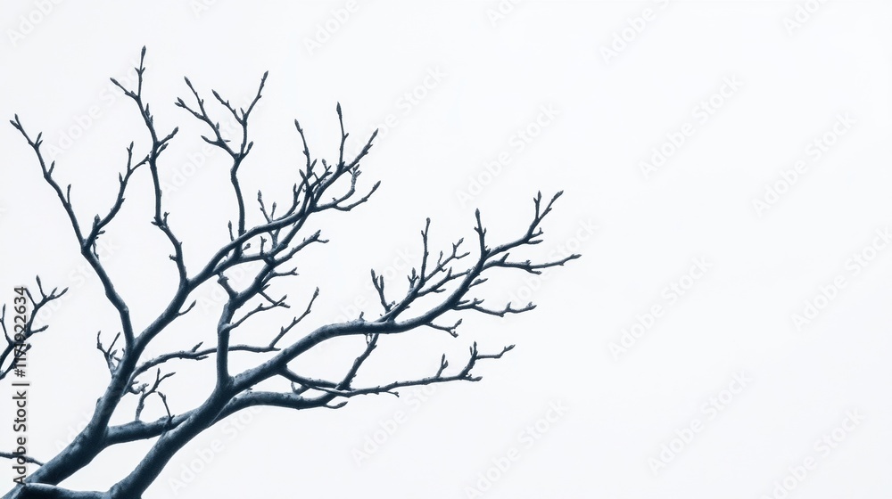 Bare branches stretch against a bright white sky, capturing the essence of winter and the tranquility of nature's stark beauty Bare branches stretch against a bright white sky, capturing the essence of winter and the tranquility of nature's stark beauty