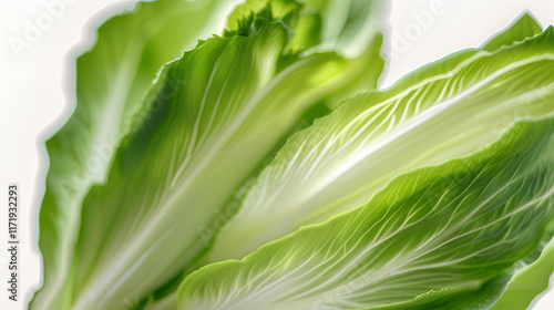 Wallpaper Mural Endive green isolated on white background  Torontodigital.ca