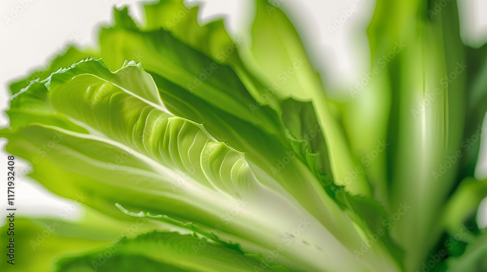 Obraz premium Endive green isolated on white background