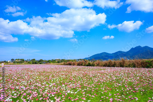 Wallpaper Mural 金峰山とコスモス
 Torontodigital.ca