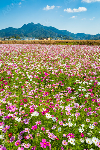 金峰山とコスモス

