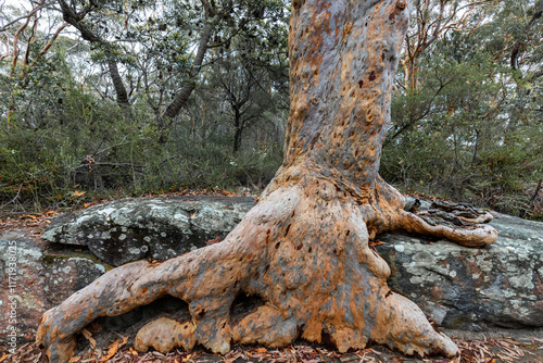 Sydney Red Gum tree growing over sandstone tock ledge in the Royal National Park, Sydney New South Wales Australia photo