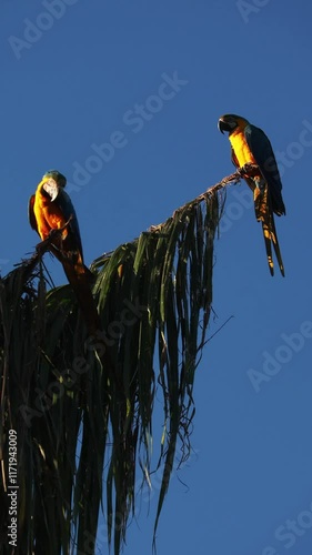 arara canindé na cidade de Alto Paraiso de Goiás, região da Chapada dos Veadeiros, Estado de Goiás, Brasil