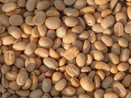 Coffee beans are harvested according to the hill tribe way, without selecting the quality of the beans. and dried them naturally in their own homes.