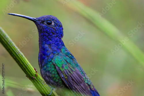 Swallow-tailed hummingbird  photo