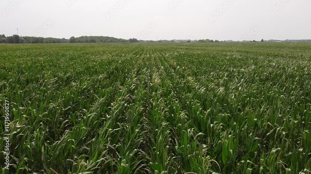 corn field in summer corn field in summer