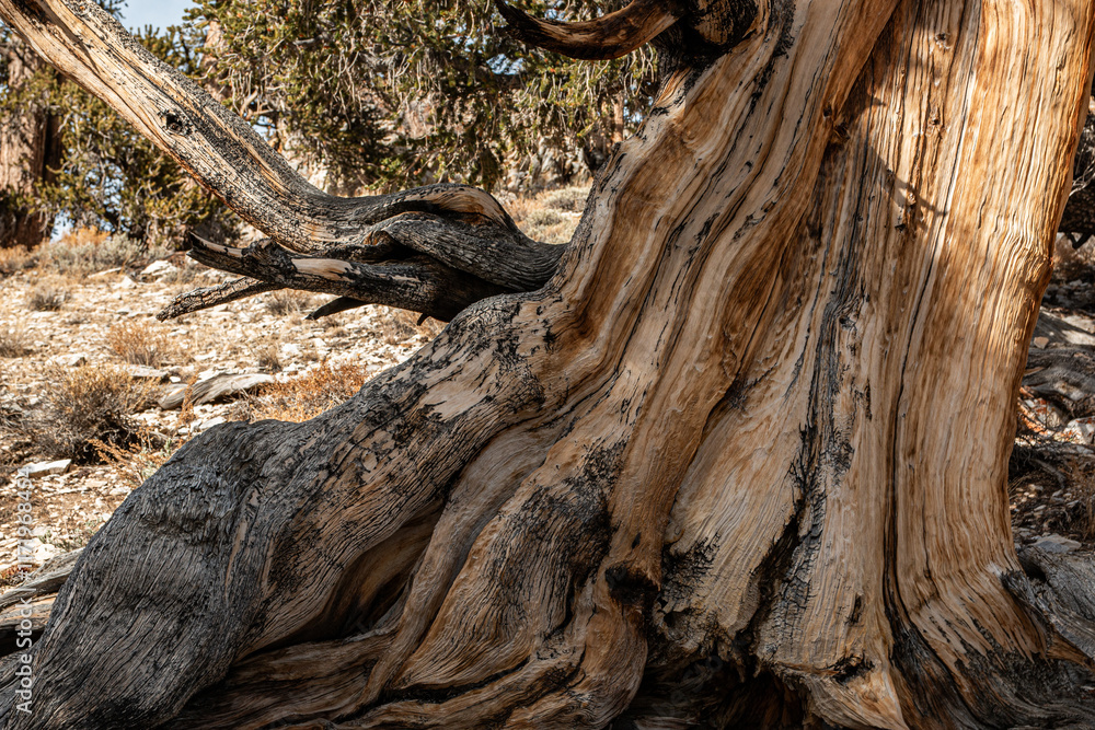 Twisted and Gnarled Trunk of a Bristlecone Pine Twisted and Gnarled Trunk of a Bristlecone Pine