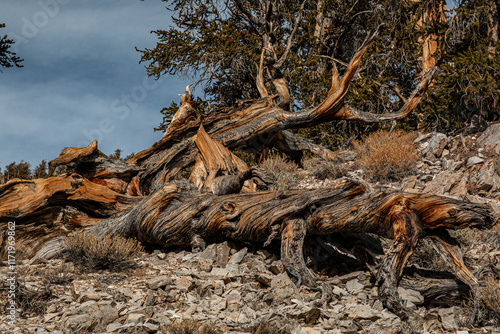 Twisted and Gnarled Wood of a Fallen Bristlecone Pine