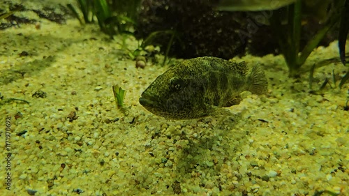 Jaguar cichlid fish floating and slowly moving his fins underwater photo