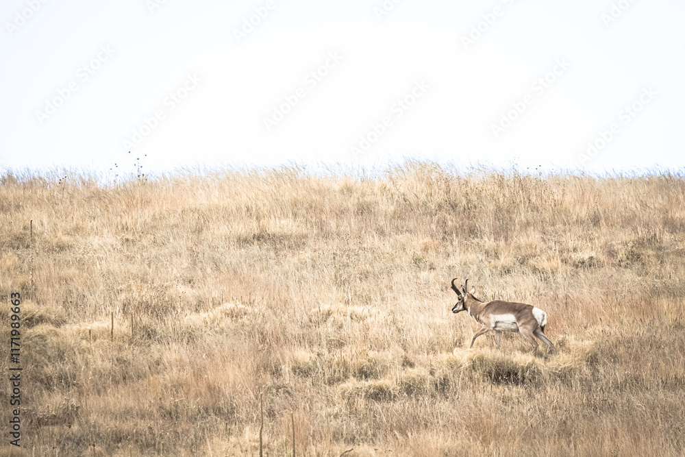 Naklejka premium A pronghorn standing in grasslands on a hillside