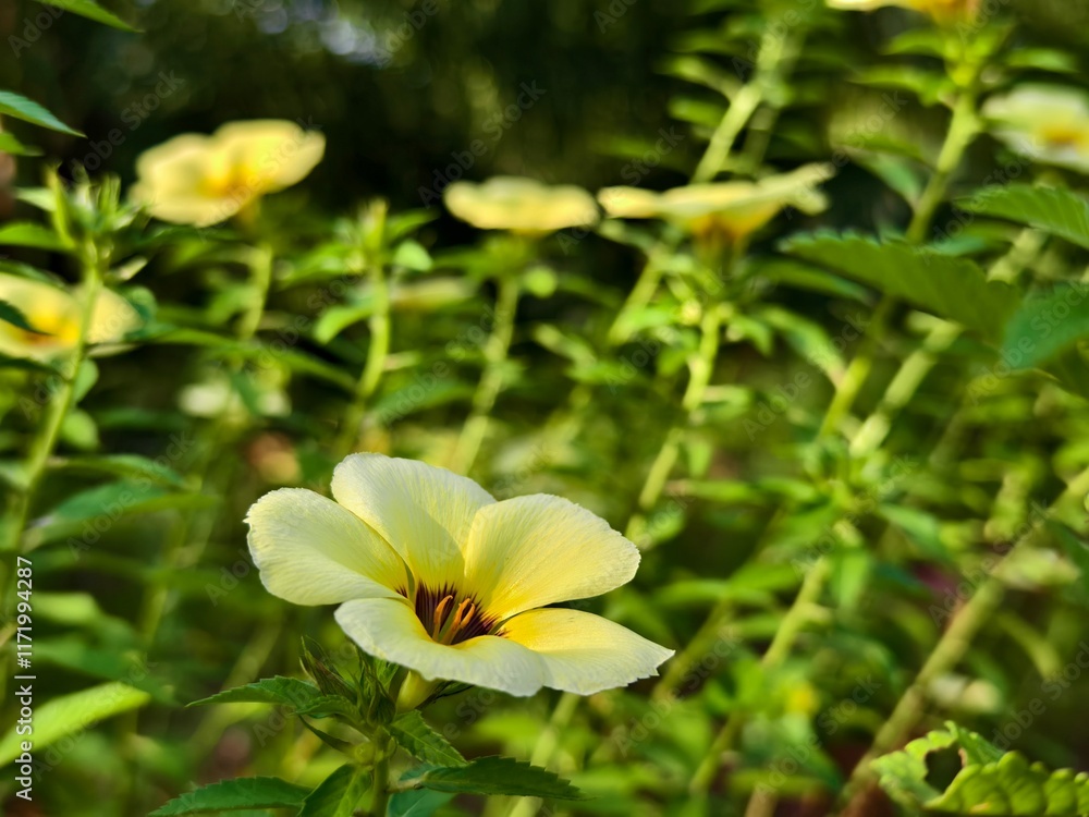 Damiana Flower (Turnera Ulmifolia) blooming in the morning Damiana Flower (Turnera Ulmifolia) blooming in the morning