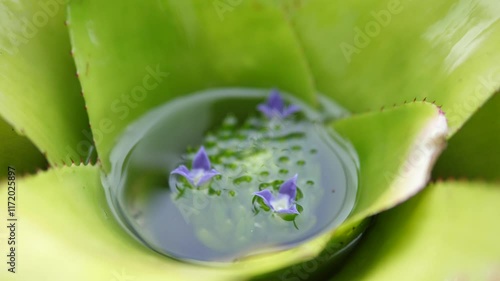 Close-up of purple flowers blooming inside a bromeliad with water in the leaf cup