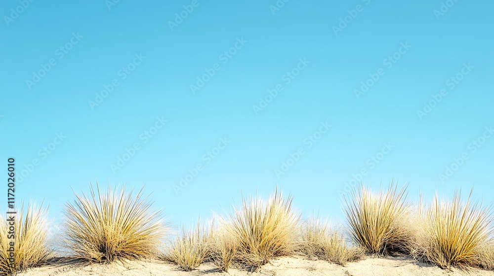 Obraz premium Desert Grass Underneath a Clear Blue Sky