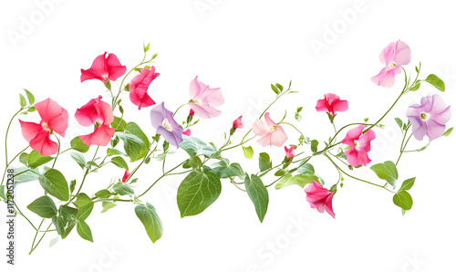 Wallpaper Mural Vibrant pink, red, and purple petunias blooming on a green vine. Torontodigital.ca