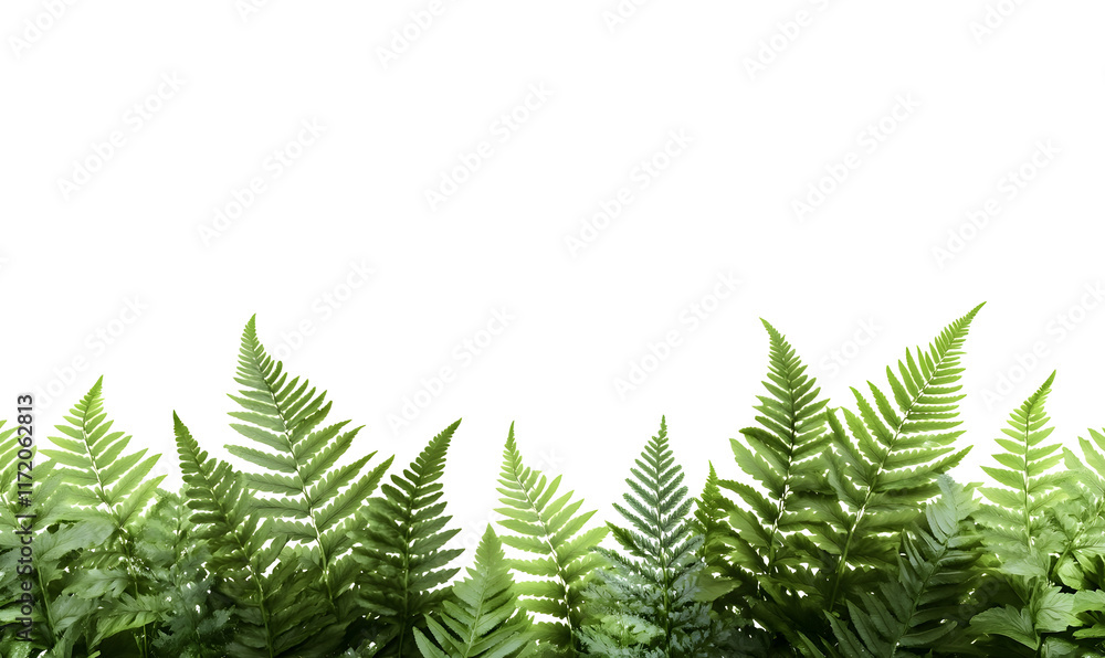 Obraz premium Lush green fern leaves against black background.