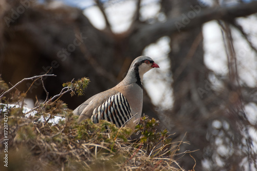 Rock partridge of the Alps, coturnice (Alectoris graeca)