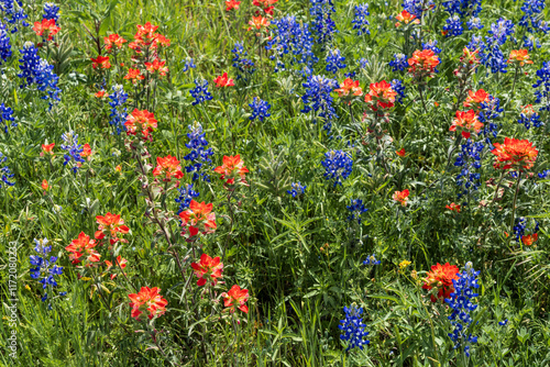 Bluebonnets and Indian Paintbrush wild flowers line the highway in Central Texas, in Spring