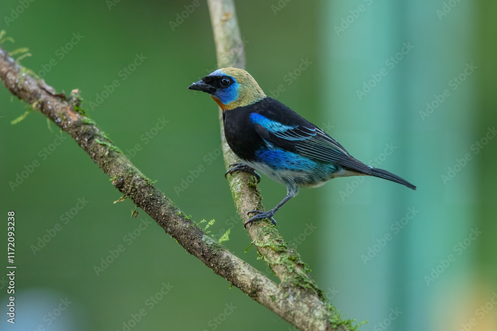 Golden-hooded tanager (Stilpnia larvata) is a medium-sized passerine bird. This tanager is a resident breeder from southern Mexico south to western Ecuador. Golden-hooded tanager (Stilpnia larvata) is a medium-sized passerine bird. This tanager is a resident breeder from southern Mexico south to western Ecuador.