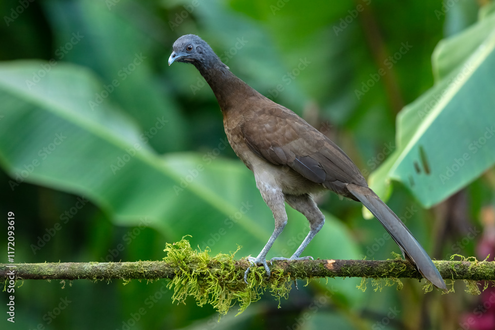 Fototapeta premium Grey-headed chachalaca (Ortalis cinereiceps) perched on a branch in the rainforest of Boca Tapada in Costa Rica. 