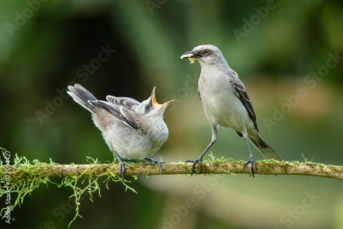 Mimus gilvus, Tropical mockingbird. The bird is perched on the branch and feeding the young in nice wildlife natural environment Costa Rica. photo