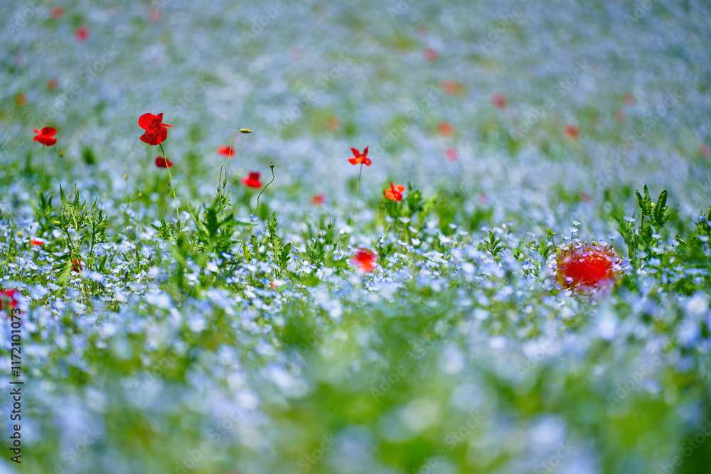 初夏の風景:ネモフィラとポピーの花畑