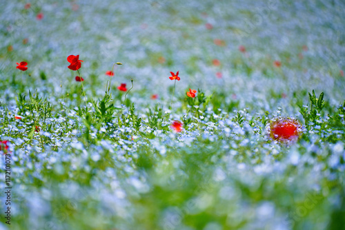 Obraz na płótnie 初夏の風景:ネモフィラとポピーの花畑 w salonie