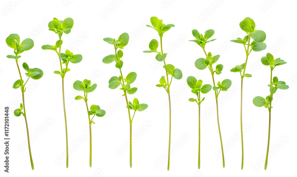 Obraz premium Ten vibrant green sprigs of young thyme plants, isolated on black.