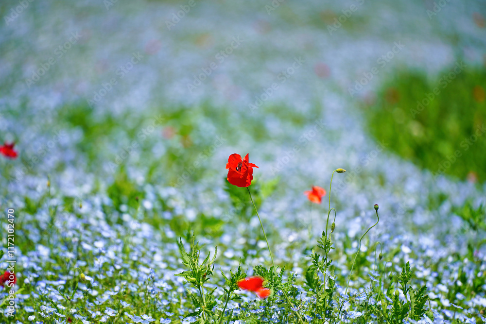 初夏の風景:ネモフィラとポピーの花畑