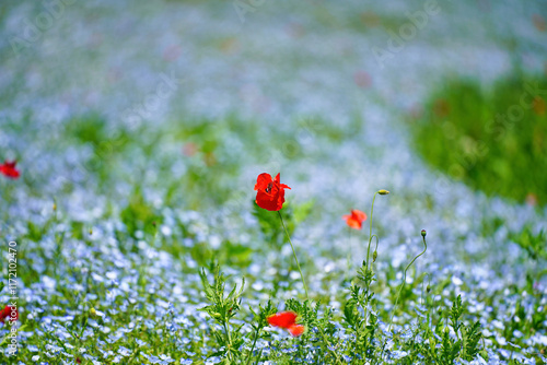 Obraz na płótnie 初夏の風景:ネモフィラとポピーの花畑 w salonie